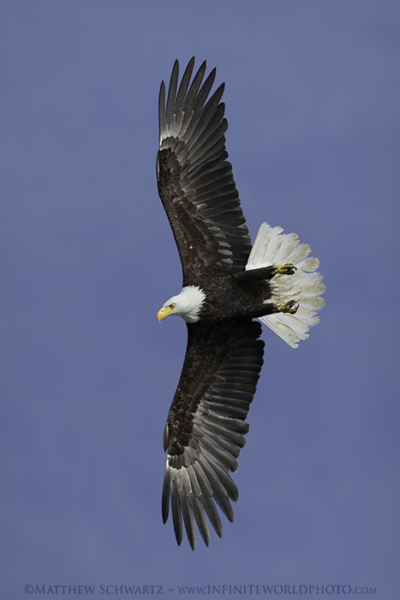 Field Report: Bald Eagle Photography in Hood Canal – Nature Photography ...